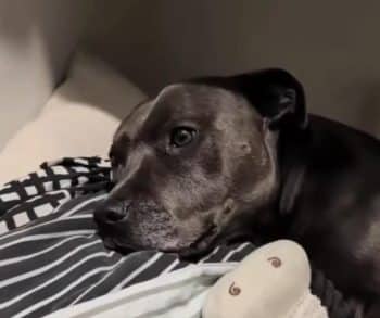 Every Night at Eight This Adorable Dog Shares a Heartwarming Bedtime Routine That Will Melt Your Heart