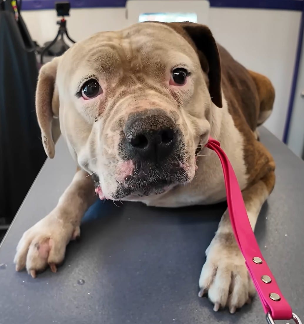 From the Depths of Neglect to a Bright New Beginning for a Resilient Dog Named Violet