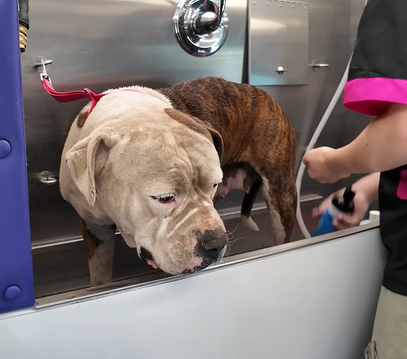 From the Depths of Neglect to a Bright New Beginning for a Resilient Dog Named Violet