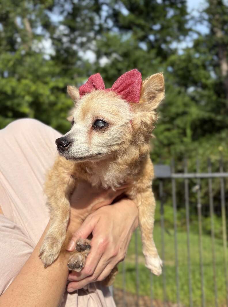 Heart-Wrenching Tale of Agatha the 22-Year-Old Dog Returned to Shelter After Loving 15 Years with Her Family