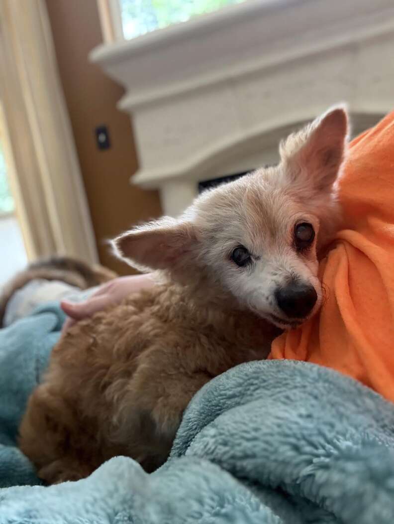 Heart-Wrenching Tale of Agatha the 22-Year-Old Dog Returned to Shelter After Loving 15 Years with Her Family