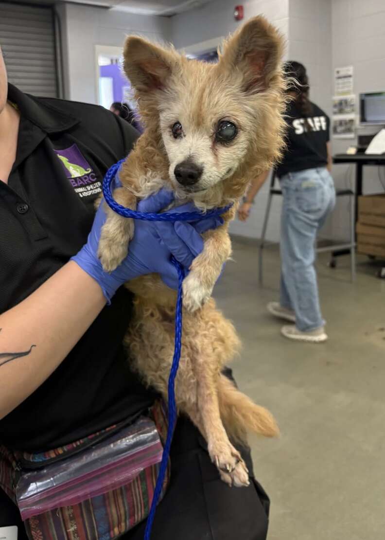 Heart-Wrenching Tale of Agatha the 22-Year-Old Dog Returned to Shelter After Loving 15 Years with Her Family
