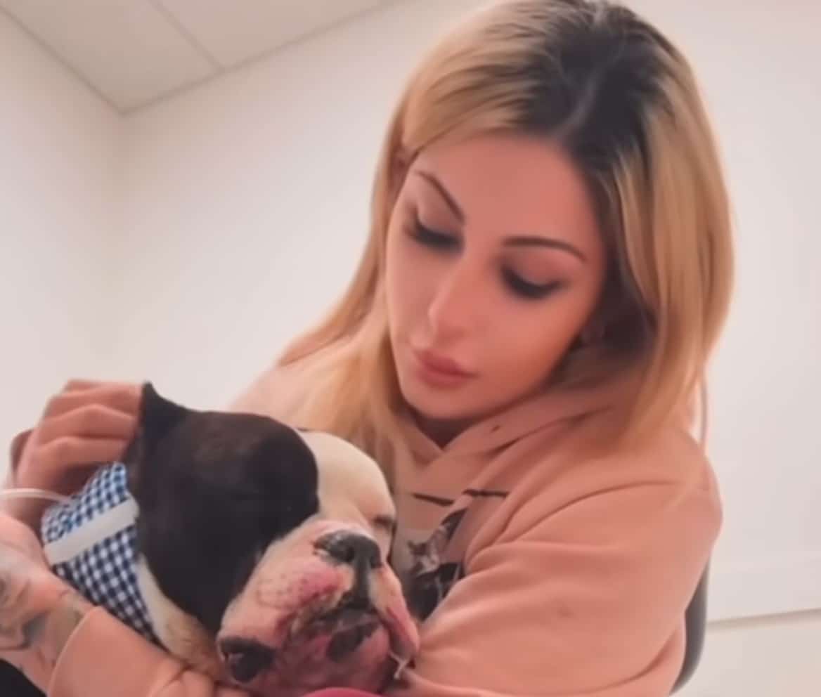 Heartwarming Journey of a Dog Who Survived Euthanasia and Electrocution to Find His Joy Again