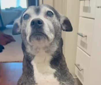 Heartwarming Journey of Rescue Dog Pepper Who Turns Every Goodbye Into an Emotional Meltdown