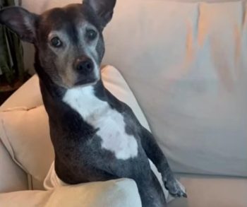 Heartwarming Journey of Rescue Dog Pepper Who Turns Every Goodbye Into an Emotional Meltdown