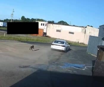 Heartwarming Rescue of Abandoned Dog Leno Shows the Strength of Community Compassion in the Face of Heartbreak