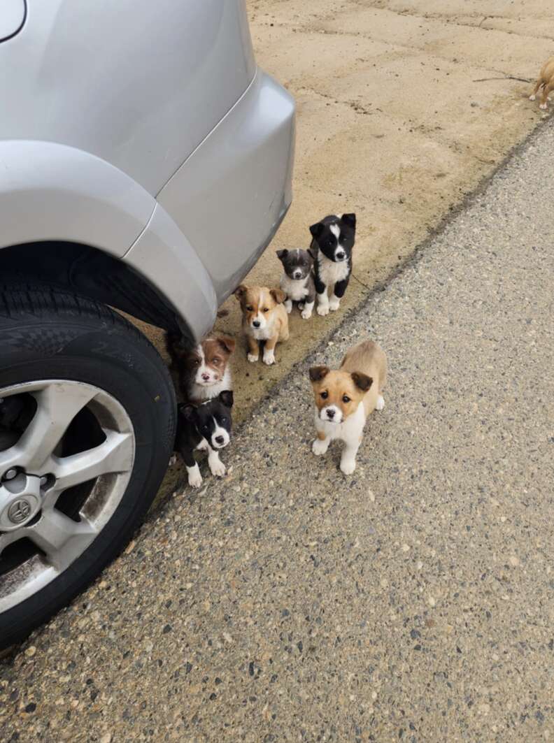 Heartwarming Rescue of an Abandoned Dog Family in an Orchard Near Fresno Captivates Hearts