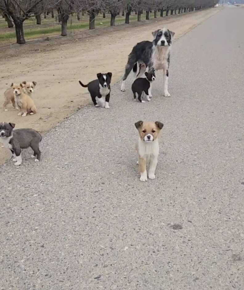 Heartwarming Rescue of an Abandoned Dog Family in an Orchard Near Fresno Captivates Hearts