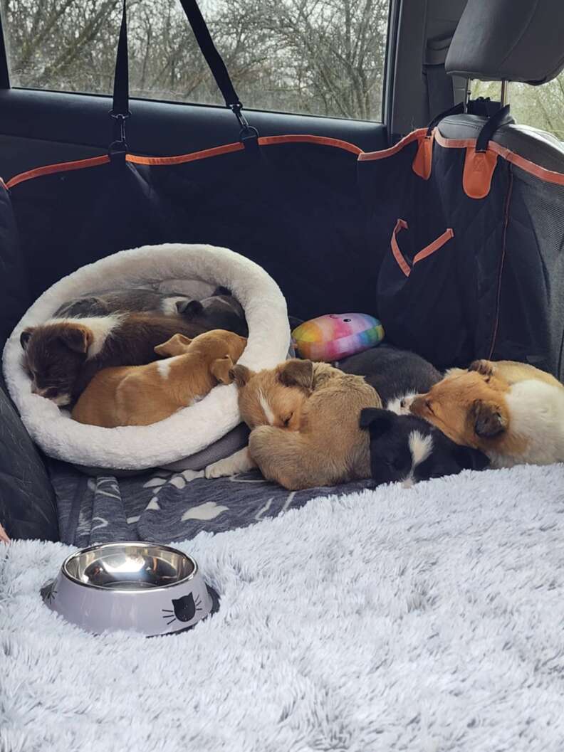 Heartwarming Rescue of an Abandoned Dog Family in an Orchard Near Fresno Captivates Hearts