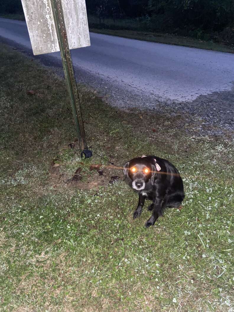 Heartwarming Rescue of Millie the Dog Abandoned at Animal Shelter Sign Finds New Forever Home