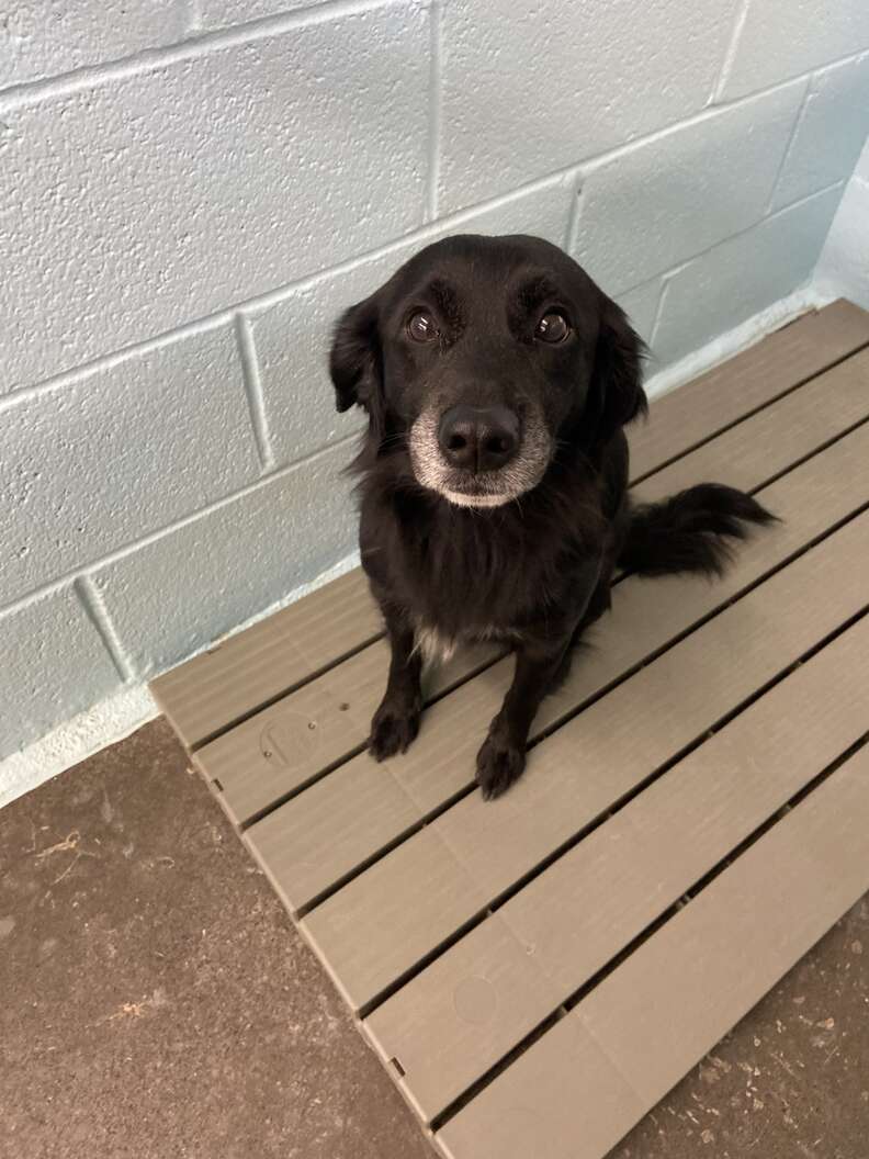 Heartwarming Rescue of Millie the Dog Abandoned at Animal Shelter Sign Finds New Forever Home