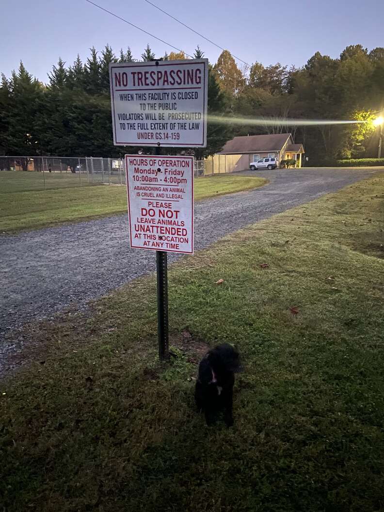 Heartwarming Rescue of Millie the Dog Abandoned at Animal Shelter Sign Finds New Forever Home