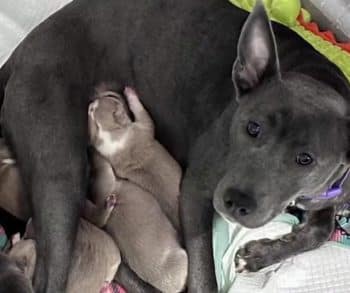 Heartwarming Reunion of Abandoned Puppies and Their Devoted Mother After a Desperate Rescue in Walmart Parking Lot