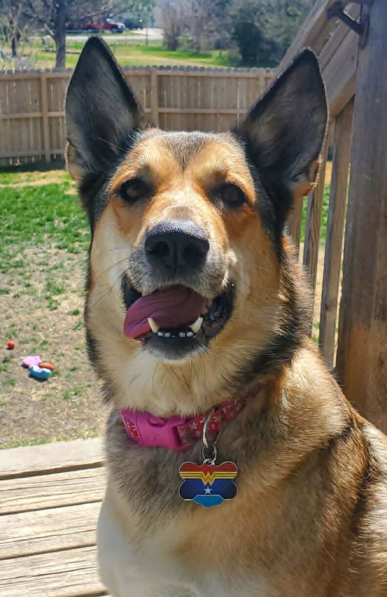 Heartwarming Tale of a Dog's Heroic Rescue of a Drowning Bunny in a Kansas Backyard