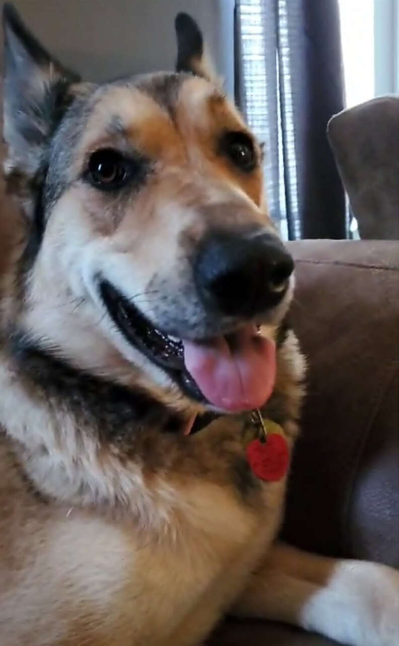 Heartwarming Tale of a Dog's Heroic Rescue of a Drowning Bunny in a Kansas Backyard