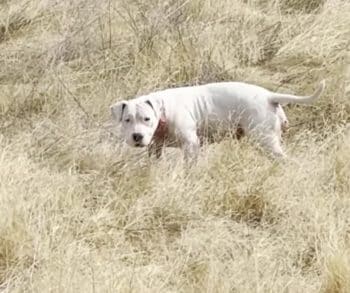 Heartwarming Transformation of a Lonely Stray Dog Who Found Her Forever Home After Months of Watching from Afar