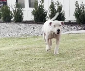 Heartwarming Transformation of a Lonely Stray Dog Who Found Her Forever Home After Months of Watching from Afar