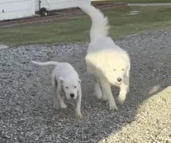 Heartwarming Transformation of a Lonely Stray Dog Who Found Her Forever Home After Months of Watching from Afar