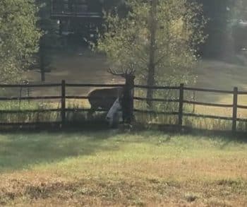 Heartwarming Video of Majestic Elk and Playful Dogs Showcases Unique Friendship Across the Fence