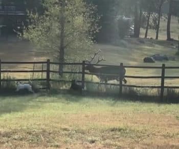 Heartwarming Video of Majestic Elk and Playful Dogs Showcases Unique Friendship Across the Fence
