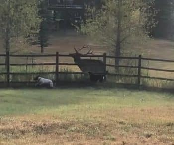 Heartwarming Video of Majestic Elk and Playful Dogs Showcases Unique Friendship Across the Fence