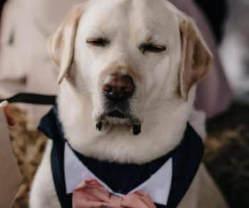Heartwarming Wedding Celebration Featuring a Rescue Dog as the Beloved Groomsman Captures the Essence of Family Love