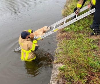 Heroic Firefighters and EMS Team Save Lost Dog from Canal and Reunite Him with Family in Heartwarming Rescue
