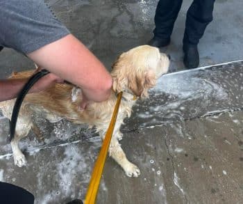 Heroic Firefighters and EMS Team Save Lost Dog from Canal and Reunite Him with Family in Heartwarming Rescue