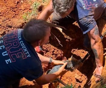 Heroic Rescue of 12-Year-Old Yorkie Trapped Underground Inspires Community with Hope and Compassion