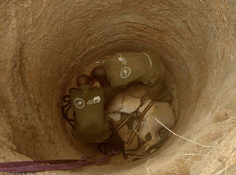 Heroic Rescue of a Lioness Trapped in Deep Pit Showcases the Power of Compassion and Teamwork in Kenya