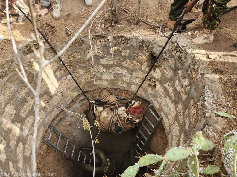 Heroic Rescue of a Lioness Trapped in Deep Pit Showcases the Power of Compassion and Teamwork in Kenya