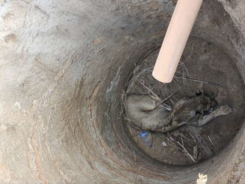 Heroic Rescue of a Lioness Trapped in Deep Pit Showcases the Power of Compassion and Teamwork in Kenya