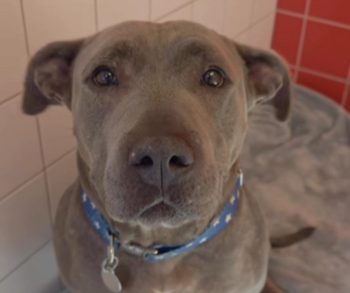 Incredible Journey of a Stray Dog Who Walked Herself into a Shelter Like She Knew She Was Home