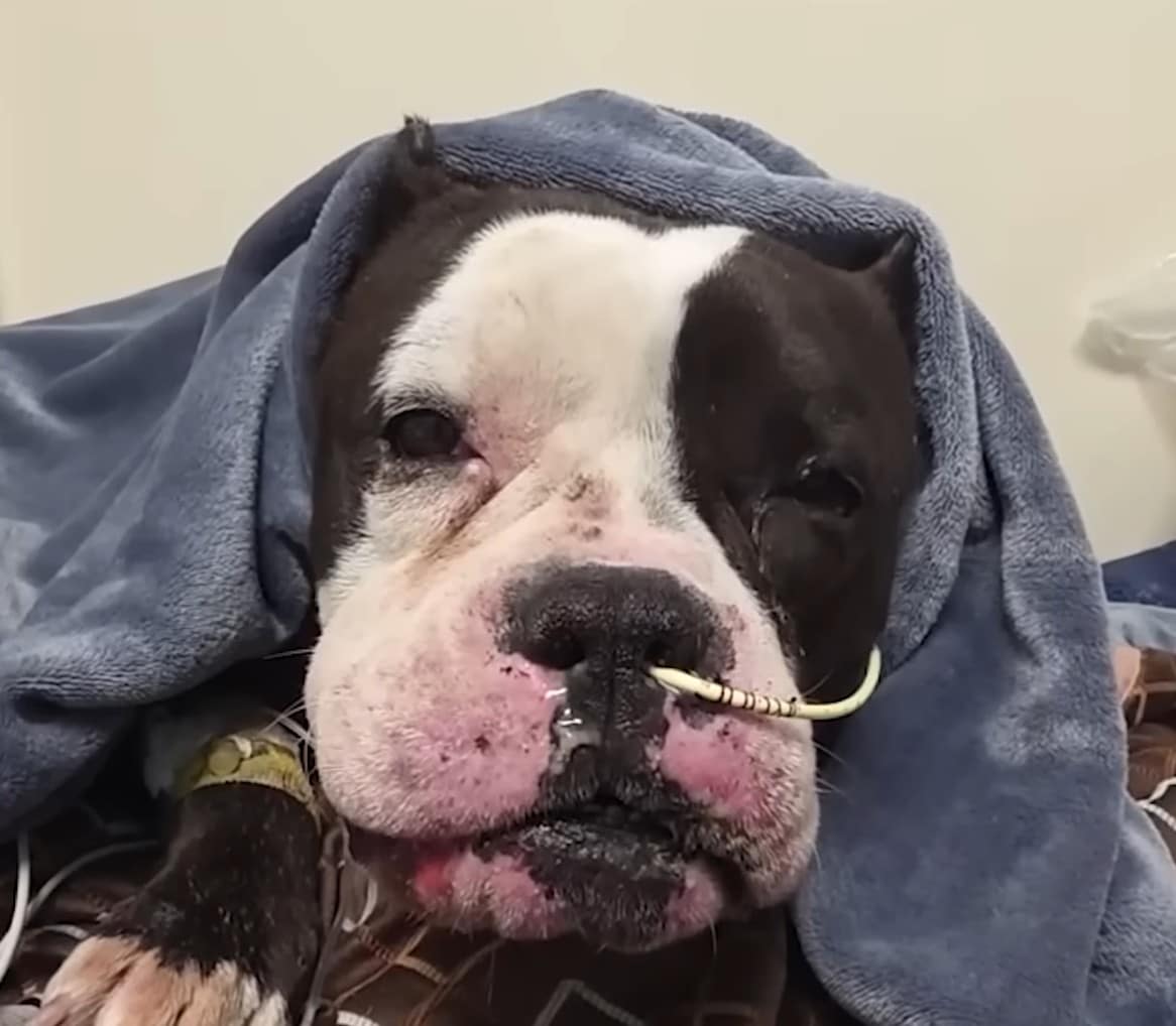 Incredible Journey of Hugo the Dog Who Defied Death After Being Saved From Euthanasia and Electrocuted Hours Later