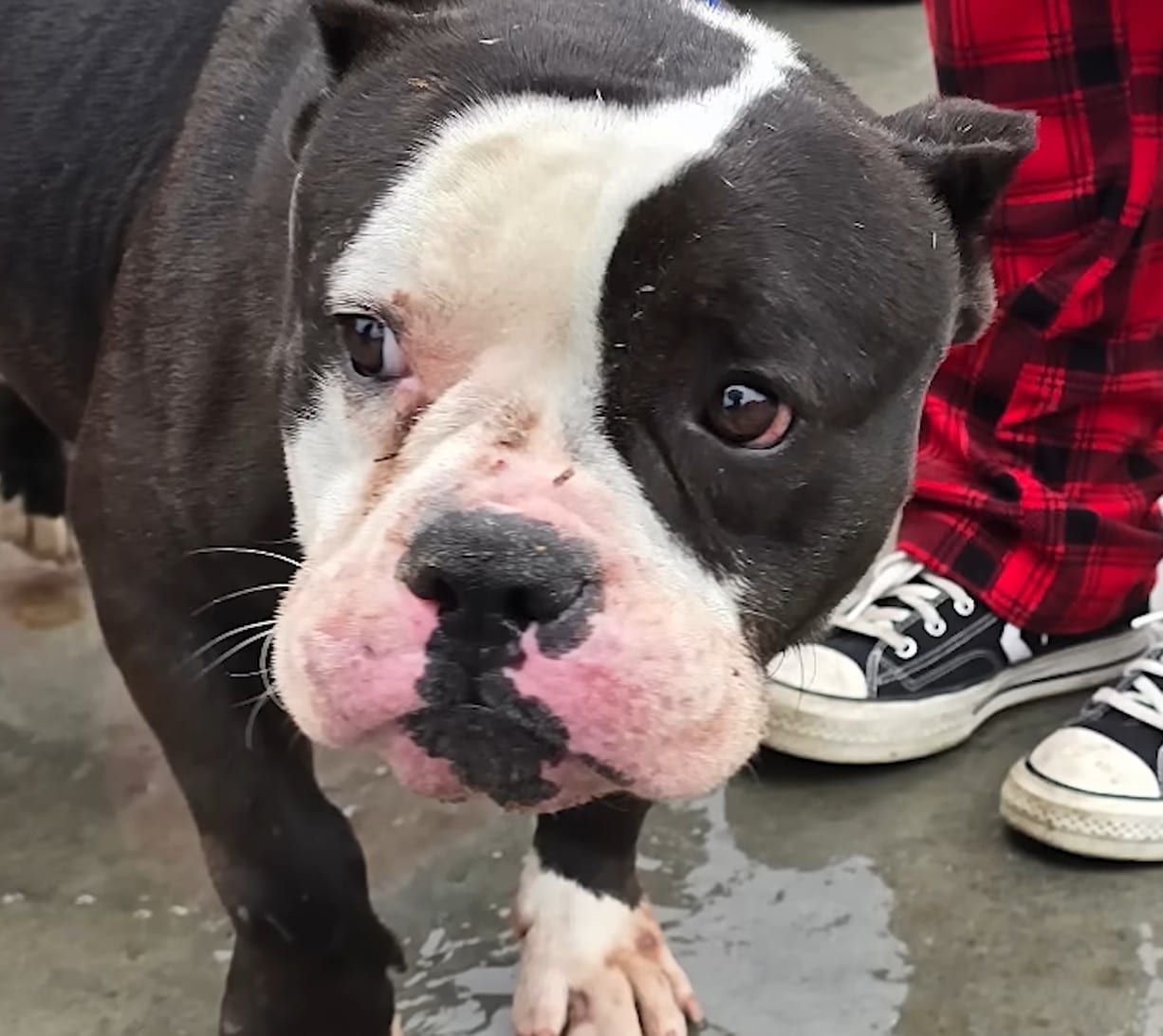 Incredible Journey of Hugo the Dog Who Defied Death After Being Saved From Euthanasia and Electrocuted Hours Later