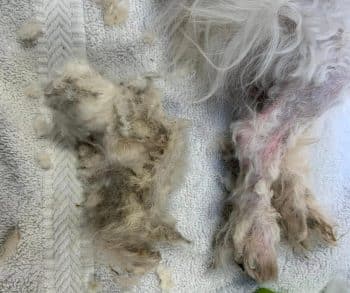 Incredible Rescue of a Neglected Dog Shows the Power of Compassion and Hope for Recovery