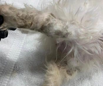 Incredible Rescue of a Neglected Dog Shows the Power of Compassion and Hope for Recovery