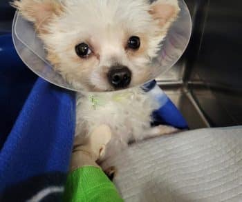 Incredible Rescue of a Neglected Dog Shows the Power of Compassion and Hope for Recovery