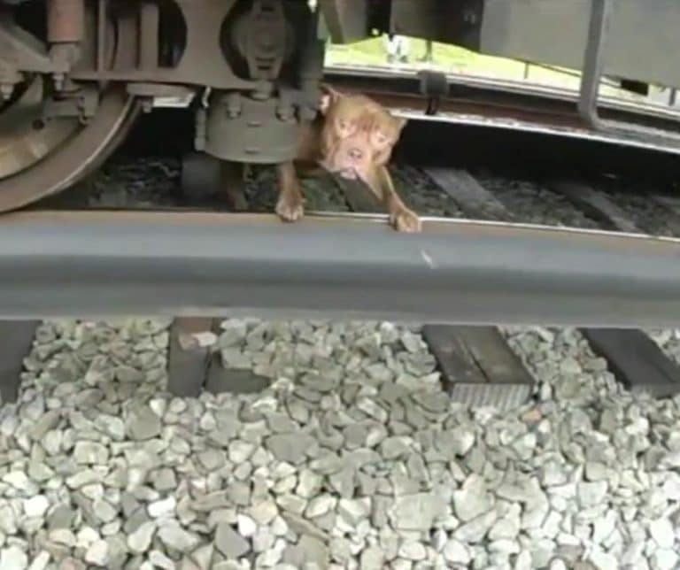 Incredible Rescue of a Terrified Pit Bull Found Beneath a Train Thanks to Officers and an Unlikely Lunch