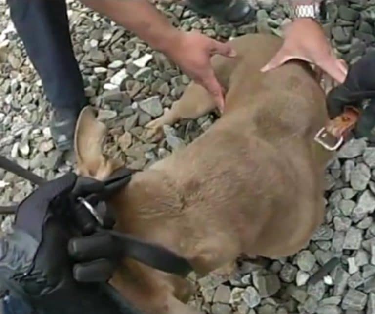 Incredible Rescue of a Terrified Pit Bull Found Beneath a Train Thanks to Officers and an Unlikely Lunch