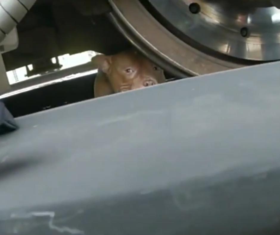 Incredible Rescue of a Terrified Pit Bull Found Beneath a Train Thanks to Officers and an Unlikely Lunch