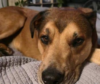 Navy Veteran's Heartwarming Reunion With Lost Service Dog After a Heart-Wrenching Search