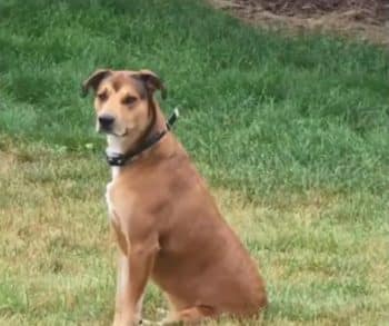 Navy Veteran's Heartwarming Reunion With Lost Service Dog After a Heart-Wrenching Search