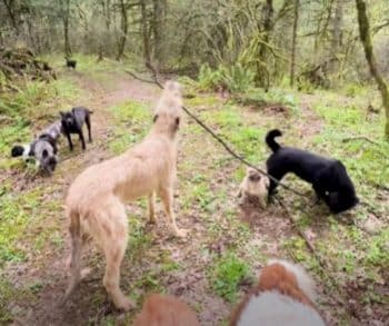 One Dog's Heartwarming Discovery of a Giant Stick Transforms a Simple Walk into a Joyful Adventure