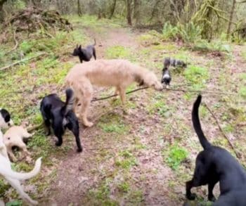 One Dog's Heartwarming Discovery of a Giant Stick Transforms a Simple Walk into a Joyful Adventure
