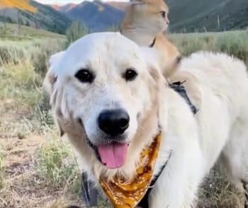 Samson the Service Dog Discovers Joy and Friendship Through a Tiny Kitten Named Cleo