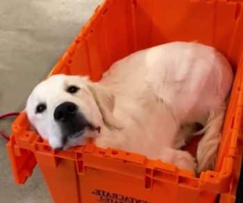 Samson the Service Dog Discovers Joy and Friendship Through a Tiny Kitten Named Cleo