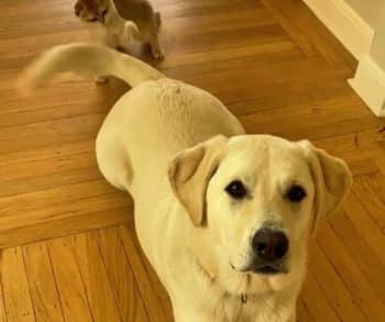 Samson the Service Dog Discovers Joy and Friendship Through a Tiny Kitten Named Cleo