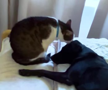 Sebastian the Caring Cat and Roo the Foster Dog Form an Unbreakable Bond Through Healing Friendship
