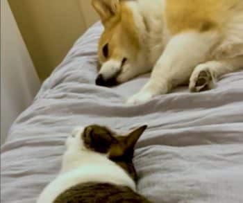 Sebastian the Caring Cat and Roo the Foster Dog Form an Unbreakable Bond Through Healing Friendship